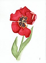 Mohnblume (Aquarell)